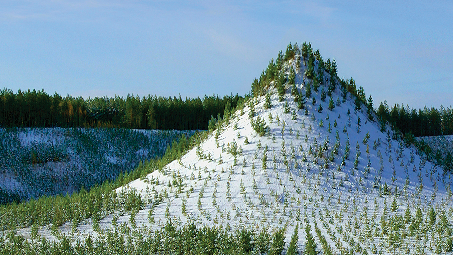 Tree mountain